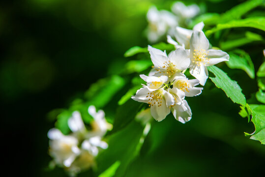 Jasmine blossom branch in the garden in spring