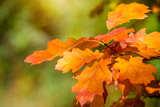 Red oak leaves on blue sky background
