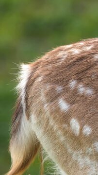 Close Up of Spotted Fallow Deer Coat and Tail Outdoors