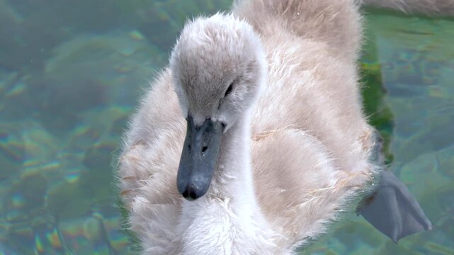 Cute Mute Swan Cygnet Swimming on Clear Turquoise Water