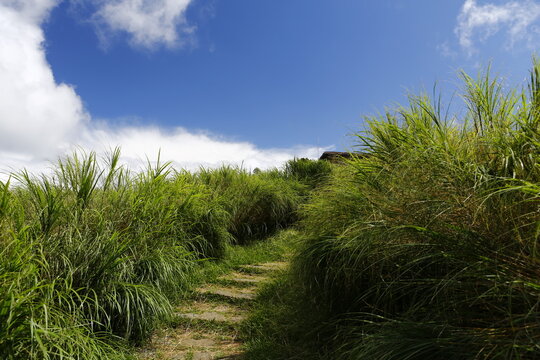 Stone stairs leading through green grass toward blue sky.