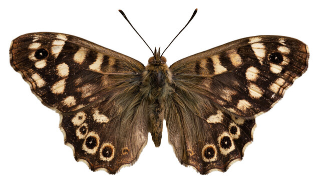 Speckled wood butterfly with brown and cream patterned wings