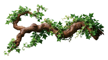Twisted gnarled tree branch covered with lush green ivy leaves © Otillie