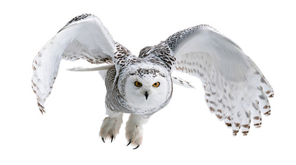 Snowy owl in flight with spread wings and piercing yellow eyes © Otillie