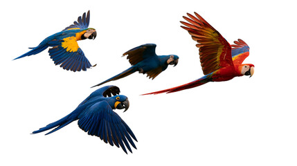 Four colorful macaws flying in formation with spread wings © Otillie