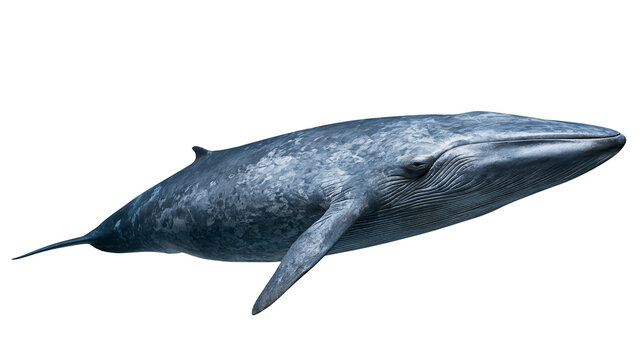 Large blue whale swimming with mottled grey skin and ventral pleats