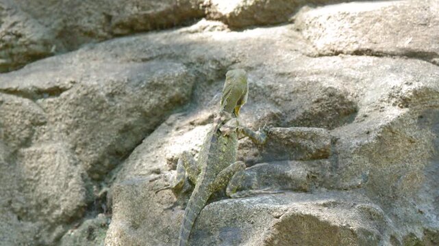 Australian Water Dragon Climbing Up Rocks in Bright Sunlight
