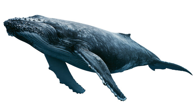Large humpback whale swimming with textured dark grey skin and long pectoral fins