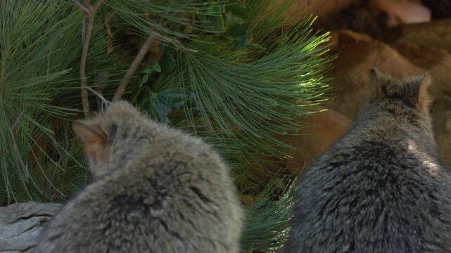 Pair of Furry Quokkas Foraging Amongst Pine Needles and Rocks