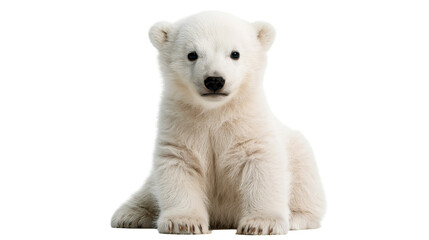 Fluffy young polar bear cub sitting and looking forward © Otillie