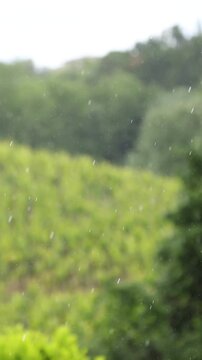 Rain Falling Over Green Vineyard Hills in Rural Countryside