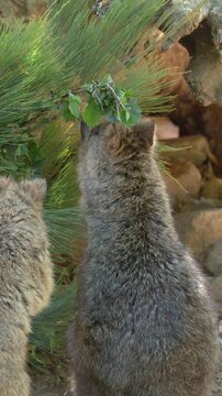 Quokkas Reaching Up to Eat Fresh Green Leaves Outdoors