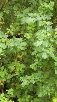 Fresh Green Leaves of European Oak Tree Gently Swaying in Summer Breeze