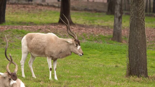 Critically Endangered Addax Antelope Standing in Grassy Meadow Enclosure