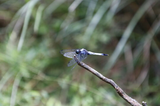 Blue dragonfly perching on a dry twig outdoors.