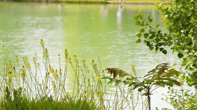 Wildflowers and Green Foliage Swaying on Lake Shore
