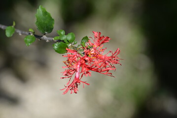  Hängender Roseneibisch   © Axel Gutjahr