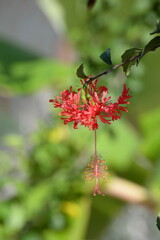 Hängender Roseneibisch © Axel Gutjahr