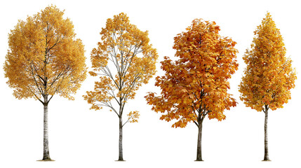 Four deciduous trees with vibrant orange and yellow autumn foliage © Cressida