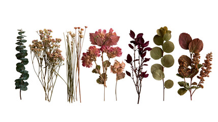 Assorted dried flowers and eucalyptus branches for floral arrangement © Cressida