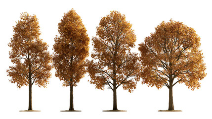 Four deciduous trees with golden orange autumn foliage and brown textured trunks © Cressida
