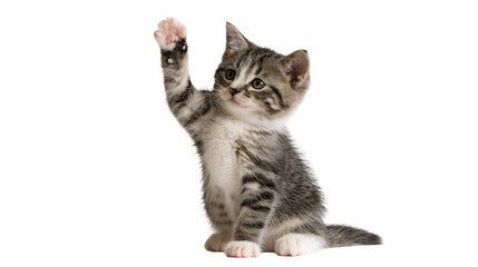 Small grey tabby kitten reaching up with one paw © Isadora