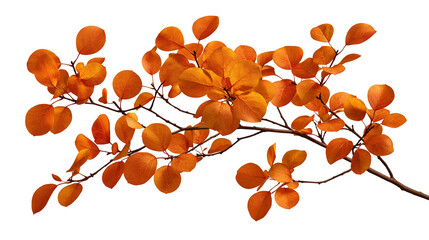 Vibrant orange autumn leaves on a slender tree branch © Isadora