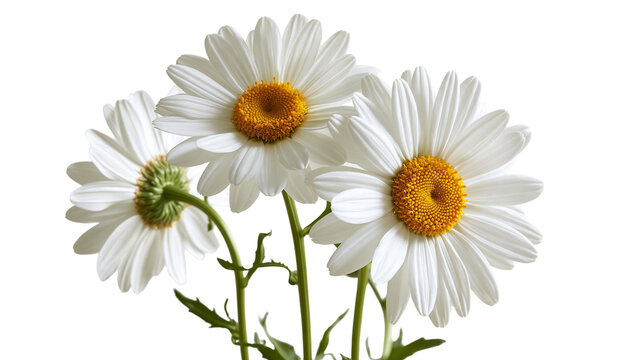 Three fresh white daisy flowers with yellow centers and green stems