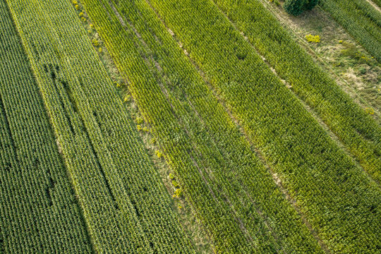 Aerial view showing green agricultural fields and crops growing in parallel rows
