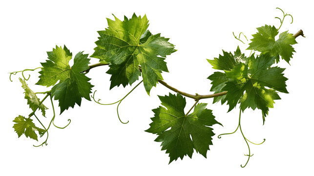 Fresh green grapevine branch with serrated leaves and curling tendrils