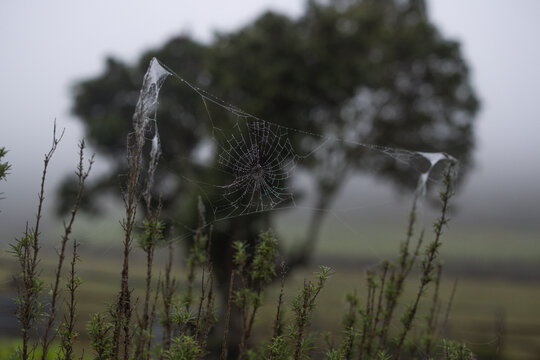 Spiderweb covered in morning dew on a foggy day