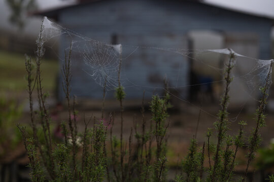 Spiderweb with morning dew on a misty foggy day