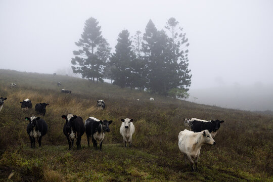 Herd of cows standing on a foggy hillside pasture