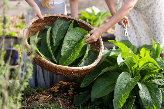 Two women harvesting fresh comfrey leaves in a garden