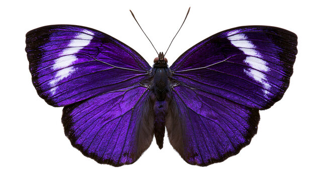 Vibrant purple butterfly with white wing tips and black edges
