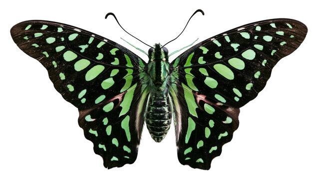 Tailed jay butterfly with black and mint green spotted wings