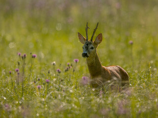 roe deer rut  © rasto24