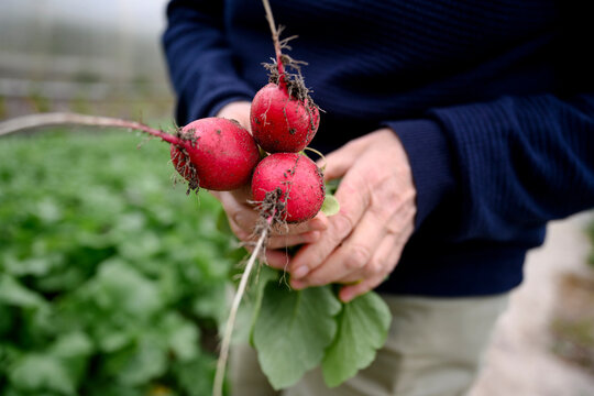 A woman holds a fresh organic radish harvest outdoors in a garden