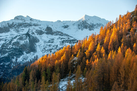 Autumn larch forest grows below snow covered mountain peak in Austria
