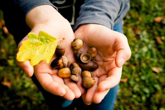 Girl's hands holding acorns