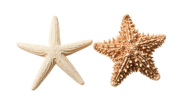 Two distinct species of dried starfish with smooth and spiky textured surfaces