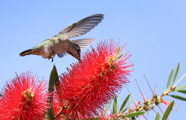Fototapeta premium An Anna's Hummingbird, Calypte anna, feeding from a bottlebrush flower.