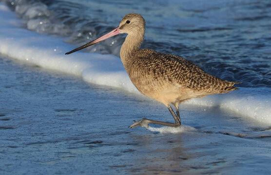 A Marbled Godwit, Limosa fedoa, feeding along the edge of the pacific ocean.
