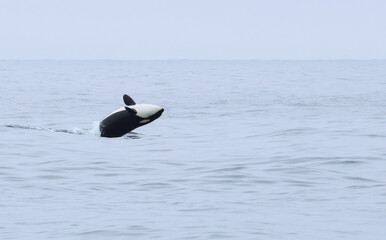 A magnificent Killer Whale or Orca, Orcinus orca, breaching in the Pacific Ocean. © Sandra Standbridge