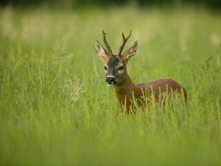 roe deer rut  © rasto24