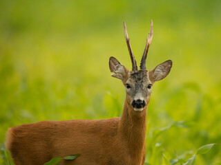 roe deer rut  © rasto24
