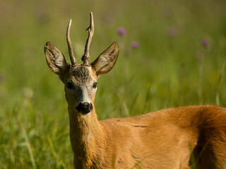 roe deer rut  © rasto24