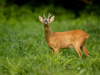 roe deer rut  © rasto24