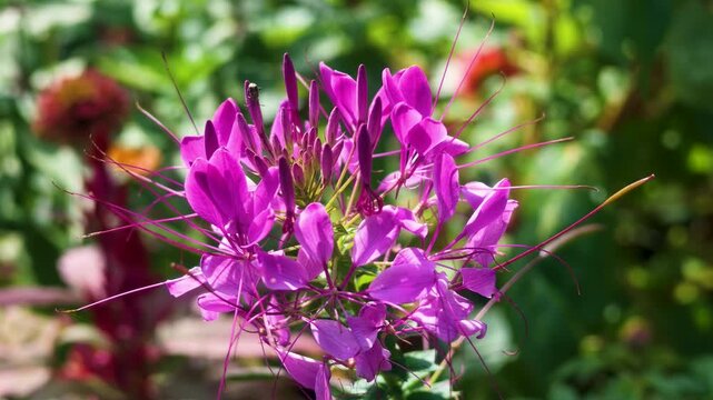 美しいピンク色のクレオメの花のクローズアップ