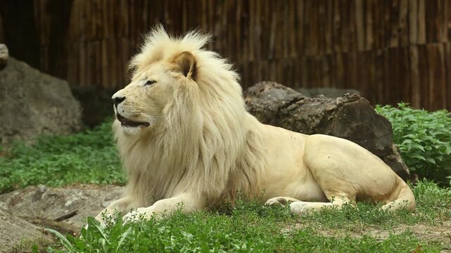 White lion resting on ground in wildlife park. Wild animal lion outdoor. Lion in wildlife. 4k footage. White lion wild animal. African big cat